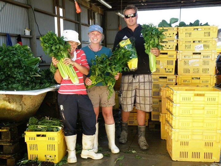 Práce na zeleninové farmě, Nový Zéland